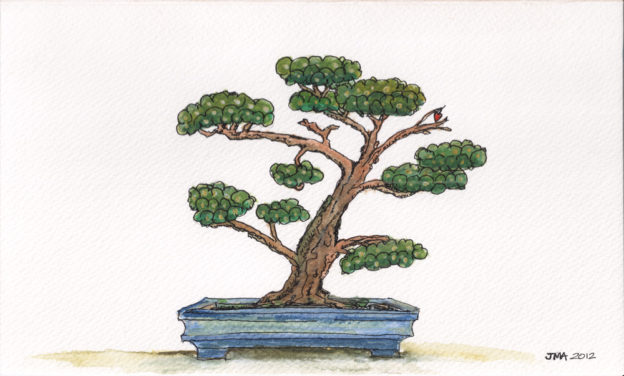 Jonathan Avery ink and water colour illustration - black pine bonsai.