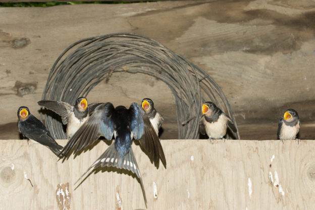 feeding swallows by Jonathan Avery