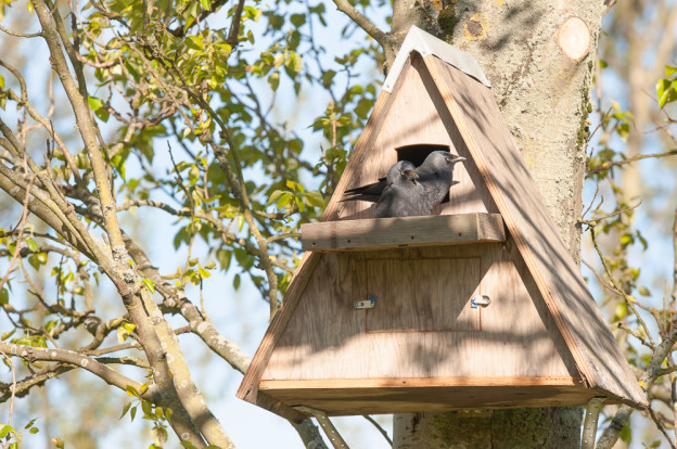 Owl Nest Box